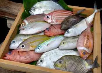 Fish