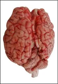 Beef Brain