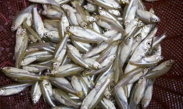 Mola 200g