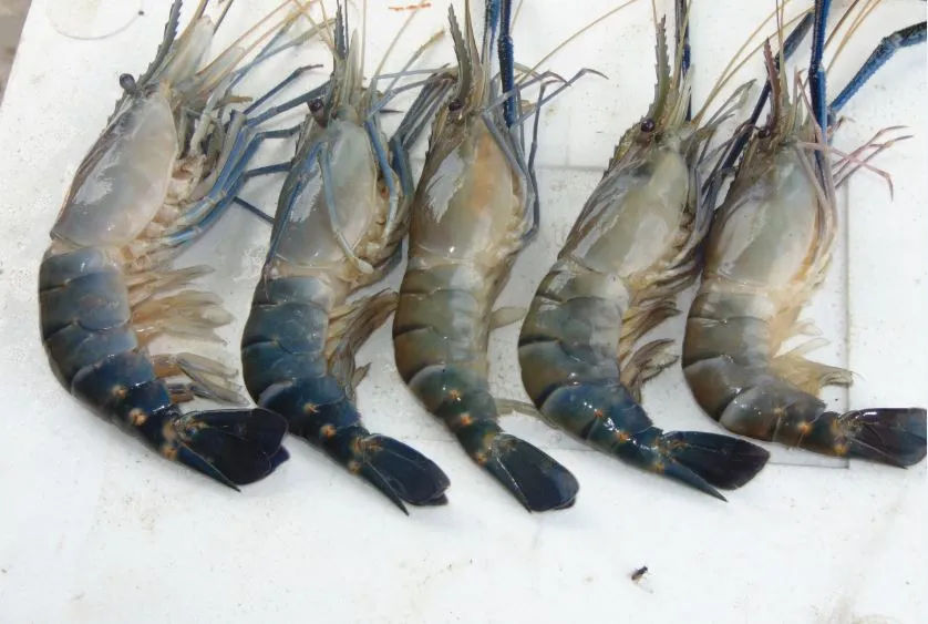 White Gold Golda Shrimp 1/2 Size