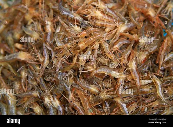 Asian Shrimp 12oz