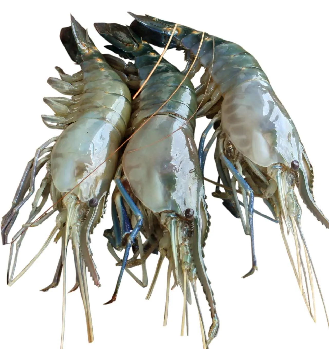 Golda Chingri Loose (2 Lb) 6/8 Size