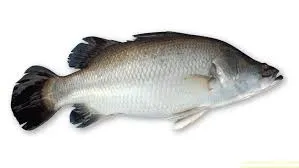 Koral 1 Kg Up
