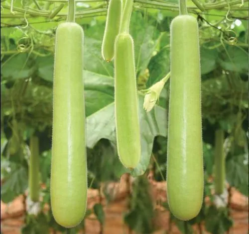 Indian Squash (Long)